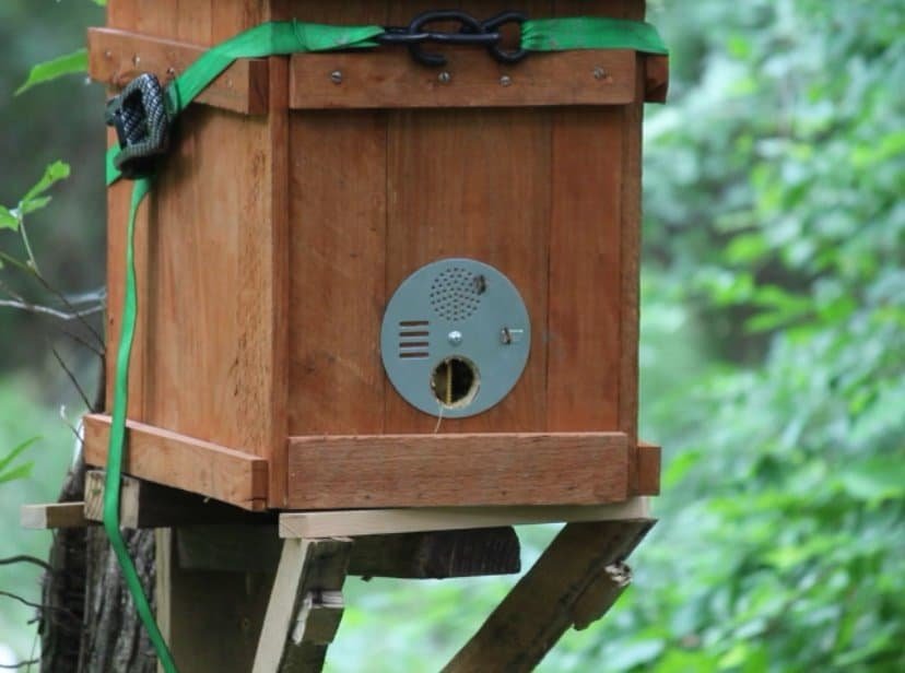 catching a local bee swarm
